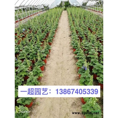 紫花美女樱 美女樱基地 紫花美女樱价格
