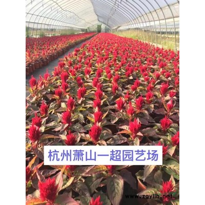 黄金菊，黄金菊小杯苗，黄金菊大杯苗，黄金菊小毛球