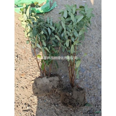 优质特价大，小杯喷雪花 浙江大杯喷雪花产地直销