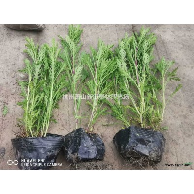 优质特价再力花 杭州再力花 浙江水生植物产地直销