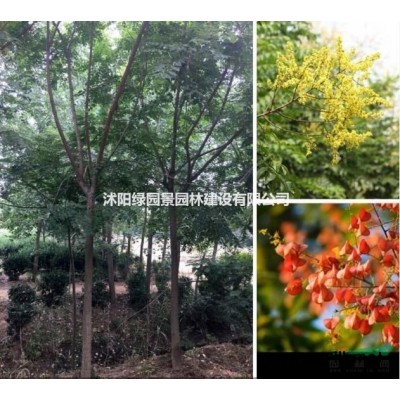 江苏苗木基地供应丹桂/图片/价格/沭阳绿园景园林/规格*