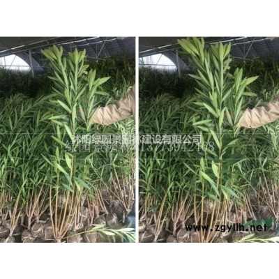 栀子花基地/栀子花基地图片/栀子花小苗/栀子花市场行情