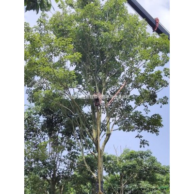 大小规格黄花多花风铃木 福建黄花风铃木价格基地