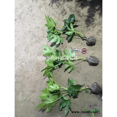 供应八角金盘毛球 银姬小蜡毛球 海桐毛球