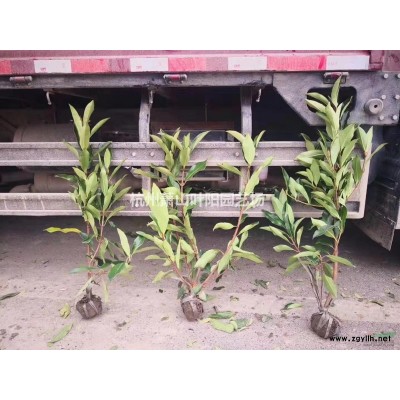 供应精品无刺构骨球 无刺构骨柱 以及各类小苗