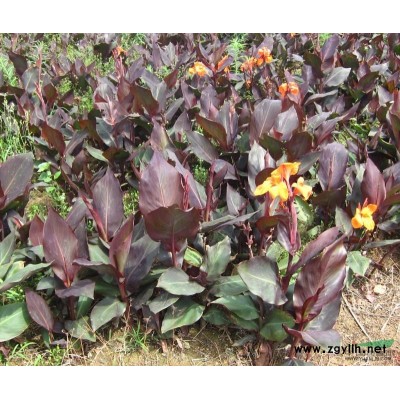 黄花美人蕉供应/黄花美人蕉图片