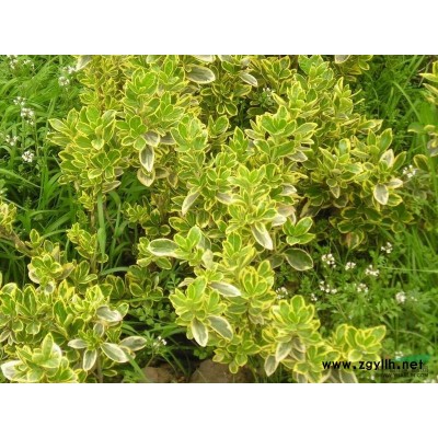 浙江黄菖蒲1介绍