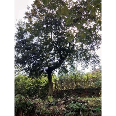 树状月季