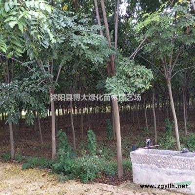 供应10-15公分高棣棠小苗价格优惠