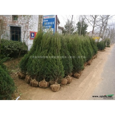 供应10-20公分小叶扶芳藤小苗价格优惠