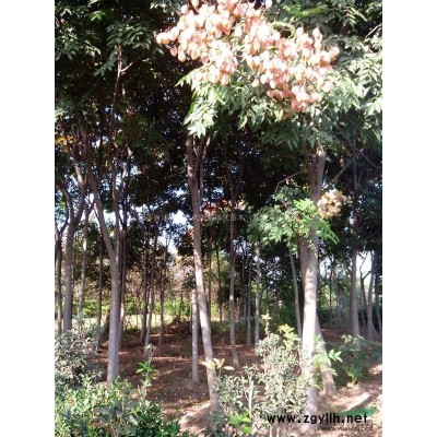 紫叶酢浆草价格，紫叶酢浆草种子价格，紫叶酢浆草批发供应