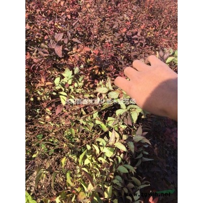 榆叶梅，丛生榆叶梅球，榆叶梅树，规格*量大价低
