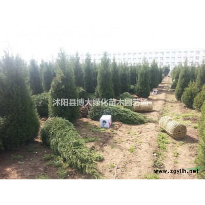 供应南天竹高度30-50公分，南天竹杯苗，南天竹球