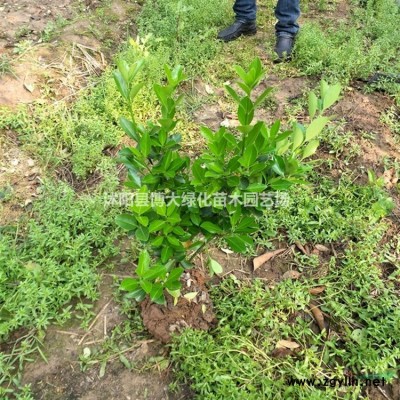 供应平枝栒子高度30-50公分，平枝栒子价格 绿化苗木价格