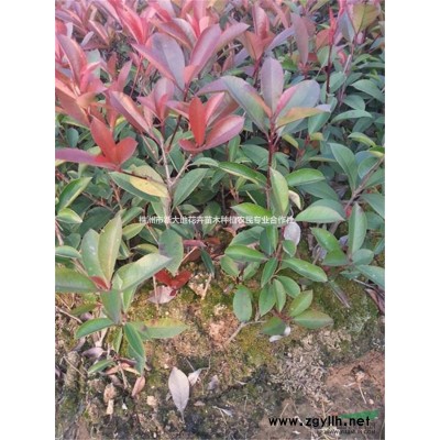 求购10公分桂花，12公分桂花价格，15公分桂花，美化环境