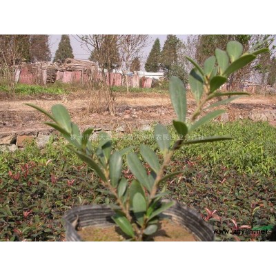 湖南桂花，四季桂花，18公分桂花，10公分桂花价格