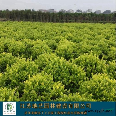 地艺苗圃大量供应麦冬草价格 麦冬草基地 江苏麦冬草图片