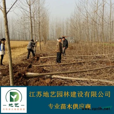 供应金叶女贞球产地 江苏地艺园林苗圃基地 江苏金叶女贞球价格