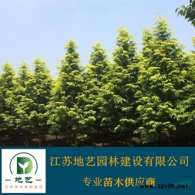 地艺苗圃大量供应剑麻 剑麻基地 剑麻价格