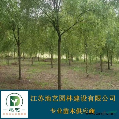供应红叶石楠、红叶石楠图片、红叶石楠价格/红叶石楠