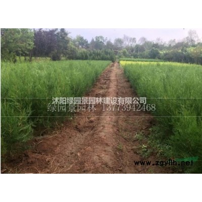 金丝垂柳基地图片/金丝垂柳价格图片/金丝垂柳基地图片/金丝垂柳价格报价