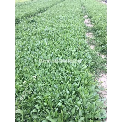 浙江[产品]/浙江金丝桃大杯 金丝桃小毛球 金丝桃基地价格/报价