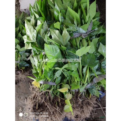 2020年浙江天人菊 新报价