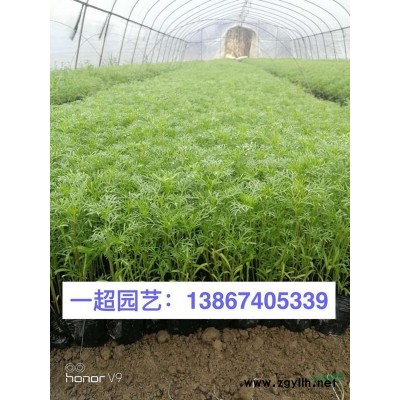 常春藤 浙江常春藤基地 常春藤品种* 精品常春藤批发