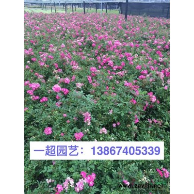 黄花鸢尾 黄花鸢尾小苗 地栽 盆栽 小杯 大杯等