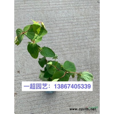白芨 优质小白芨 白芨小苗基地 白芨基地批发