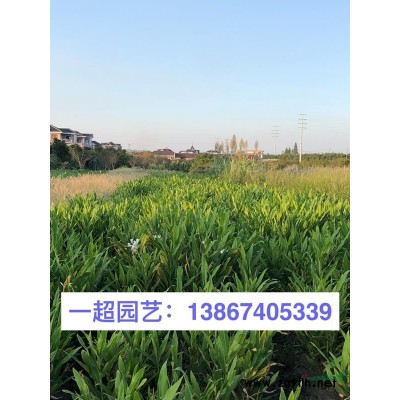 浙江金银花 优质金银花 金银花基地 金银花批发