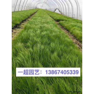 黄菖蒲 优质黄菖蒲批发 黄菖蒲价格