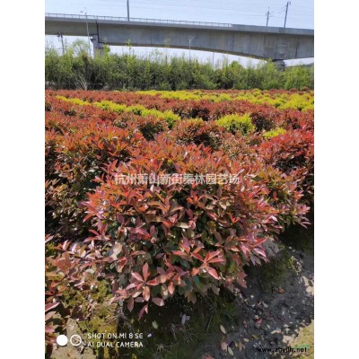 优质特价金丝桃小毛球 1.2元产地直销