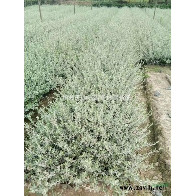 优质特价浙江茶梅小杯  杭州小杯苗 萧山茶梅小杯产地直销