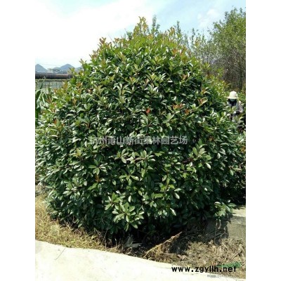 浙江小杯熊掌木 杭州小杯熊掌木哪里好/哪家便宜