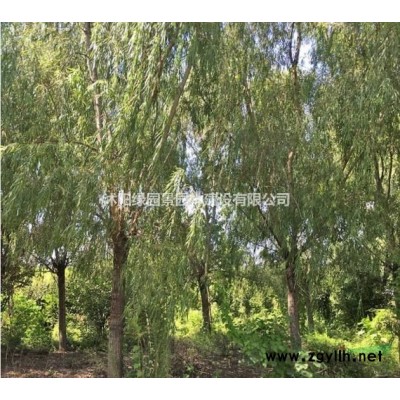 江苏睡莲是哪里便宜/沭阳绿园景园林/基地直销/产地价格/图片