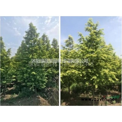 沭阳绿园景园林苗木基地供应/铁树、苏铁/价格/图片/产地直销