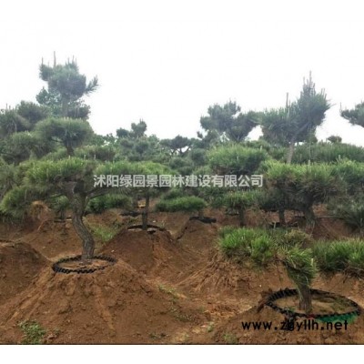 刺柏/图片/苗木基地/批发价格/沭阳绿园景园林/产地直销