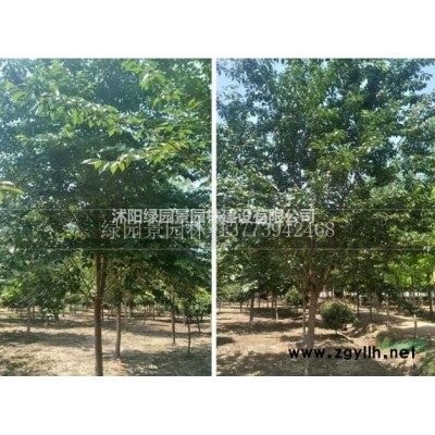 沭阳绿园景园林苗木基地/供应/水生鸢尾/价格/产地直销/图片