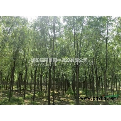 江苏杨梅产地哪家好/沭阳绿园景园林苗木基地批发价格直销/图片