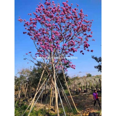 福建大王椰子价格 1-6米大王椰子 低价漳州大王椰子农户基地