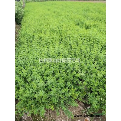 供应各规格精品五针松造型 以及毛培树