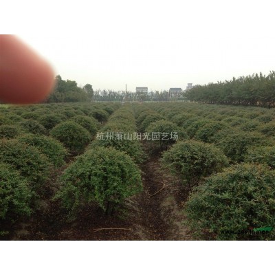 供应银姬小蜡球 柱子 以及 小毛球