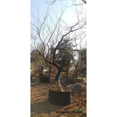 全冠香樟精品苗