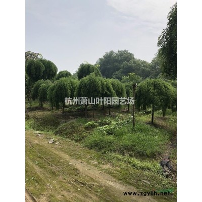 供应花叶芦竹 黄菖蒲 睡莲 荷花等等水生植物及地被植物