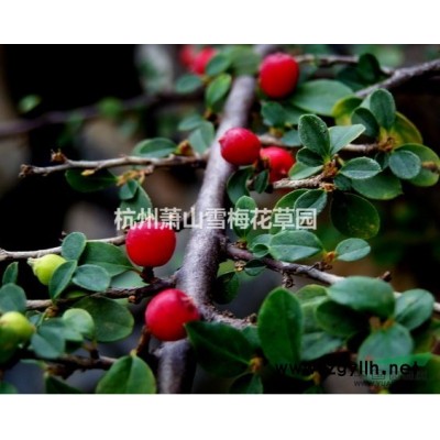 大吴风草 、八角乌、活血莲、金钵盂、独角莲、一叶莲、大马蹄香