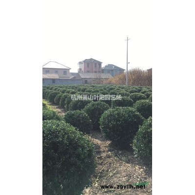 供应茶梅色块苗及大杯毛球  精品球类