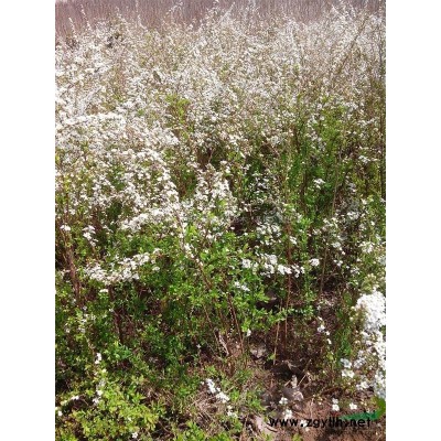 萱草小苗批发供应 金娃娃萱草价格优惠，大花萱草价格