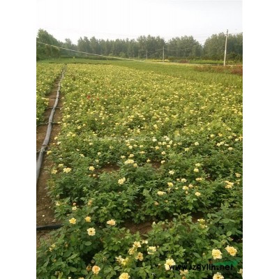 爬地柏，45公分爬地柏价格，规格*，绿化苗木基地