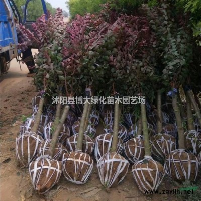紫穗槐，紫穗槐苗价格，厂家直销，规格*